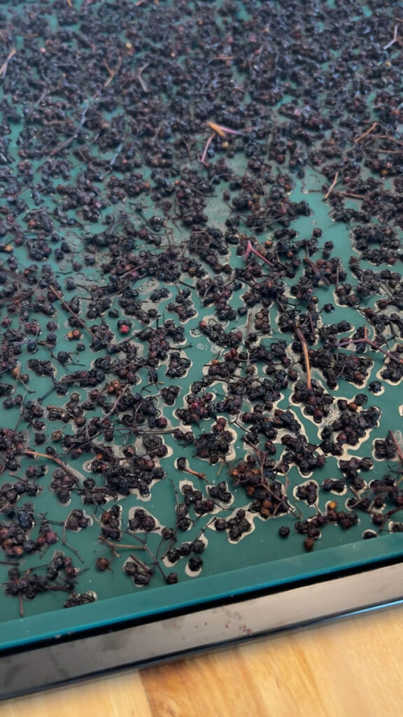 Dried Elderberries On Dehydrator Tray