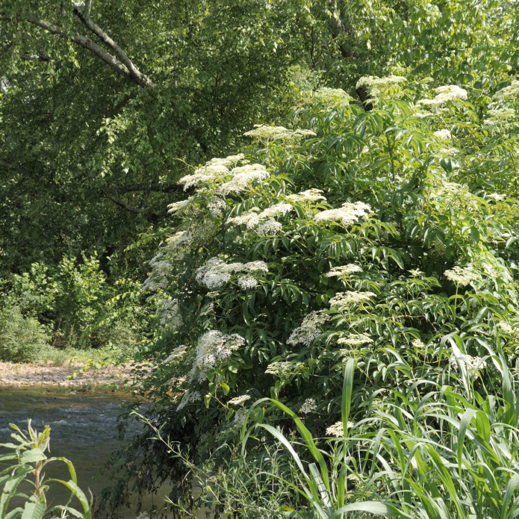 Elderberry Bush Blooming Next To River