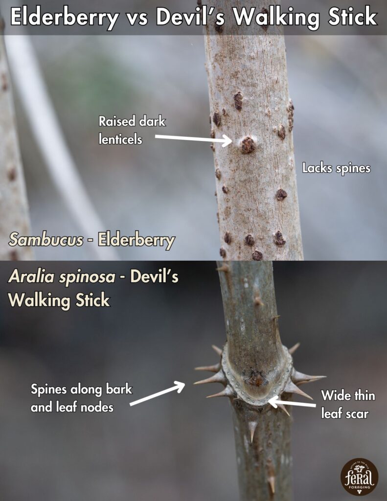 Elderberry Vs Devils Walking Stick