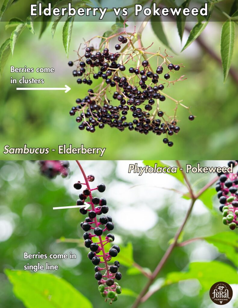 Elderberry Vs Pokeweed