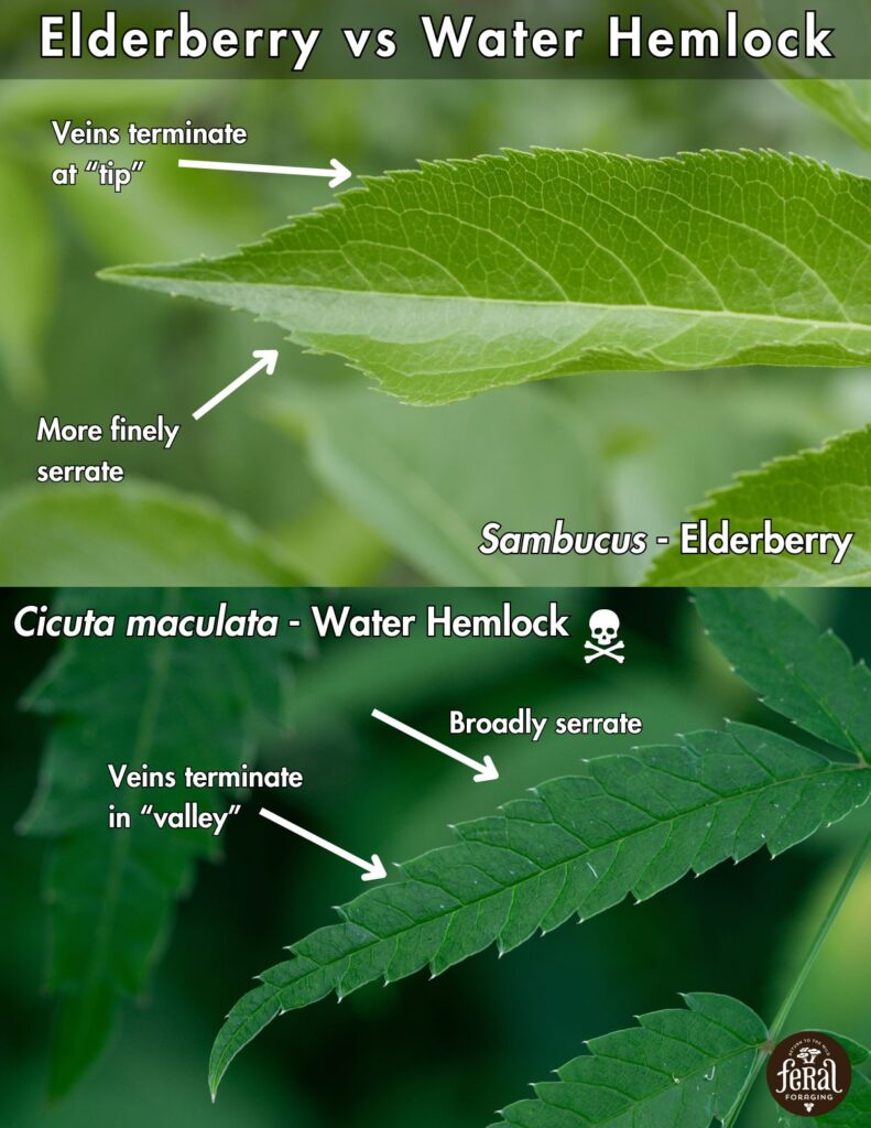 Elderberry Vs Water Hemlock