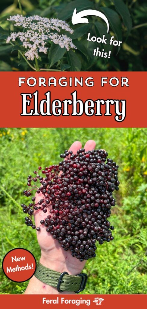 Foraging For Elderberry