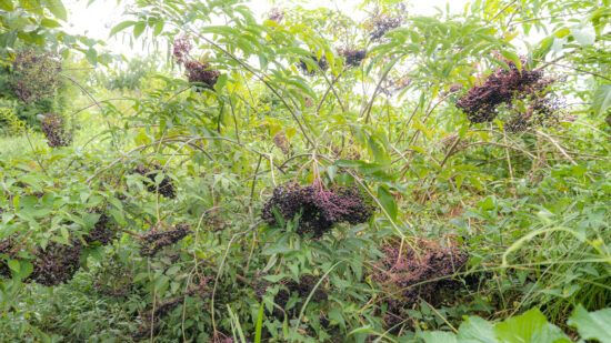 Foraging Wild Elderberry