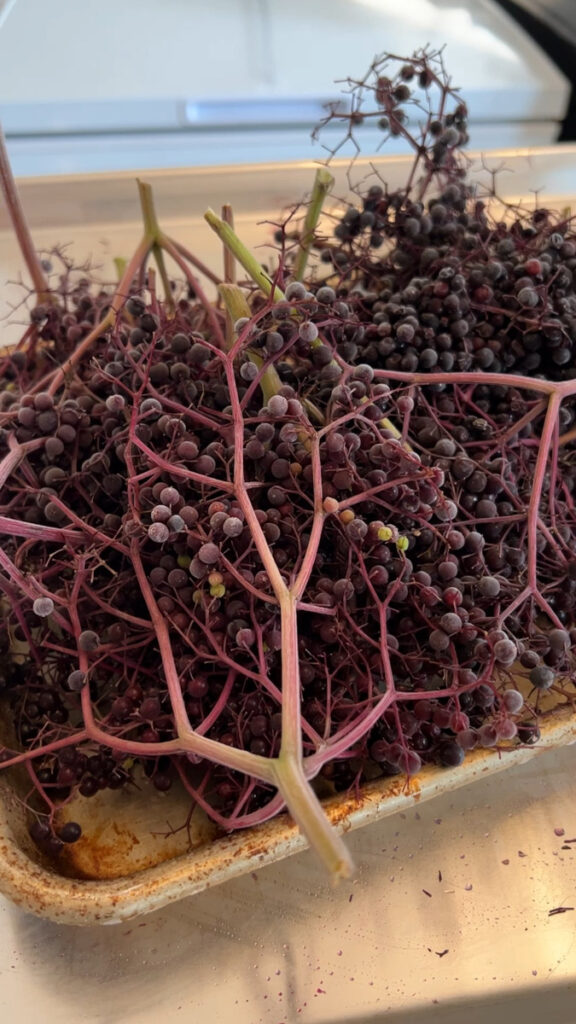 Freshly Picked Elderberries On Tray