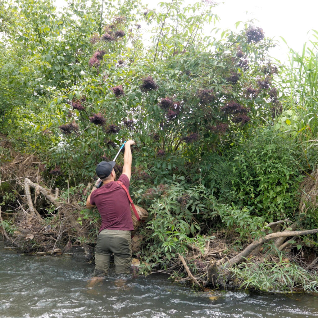 Jesse Harvesting Elderberries By River