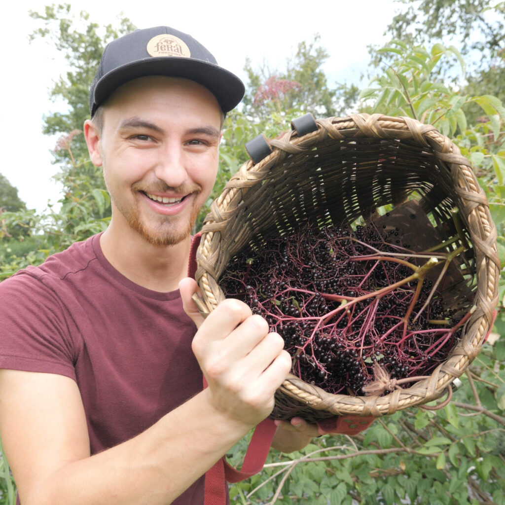 Jesse Harvesting Elderberries With Basket