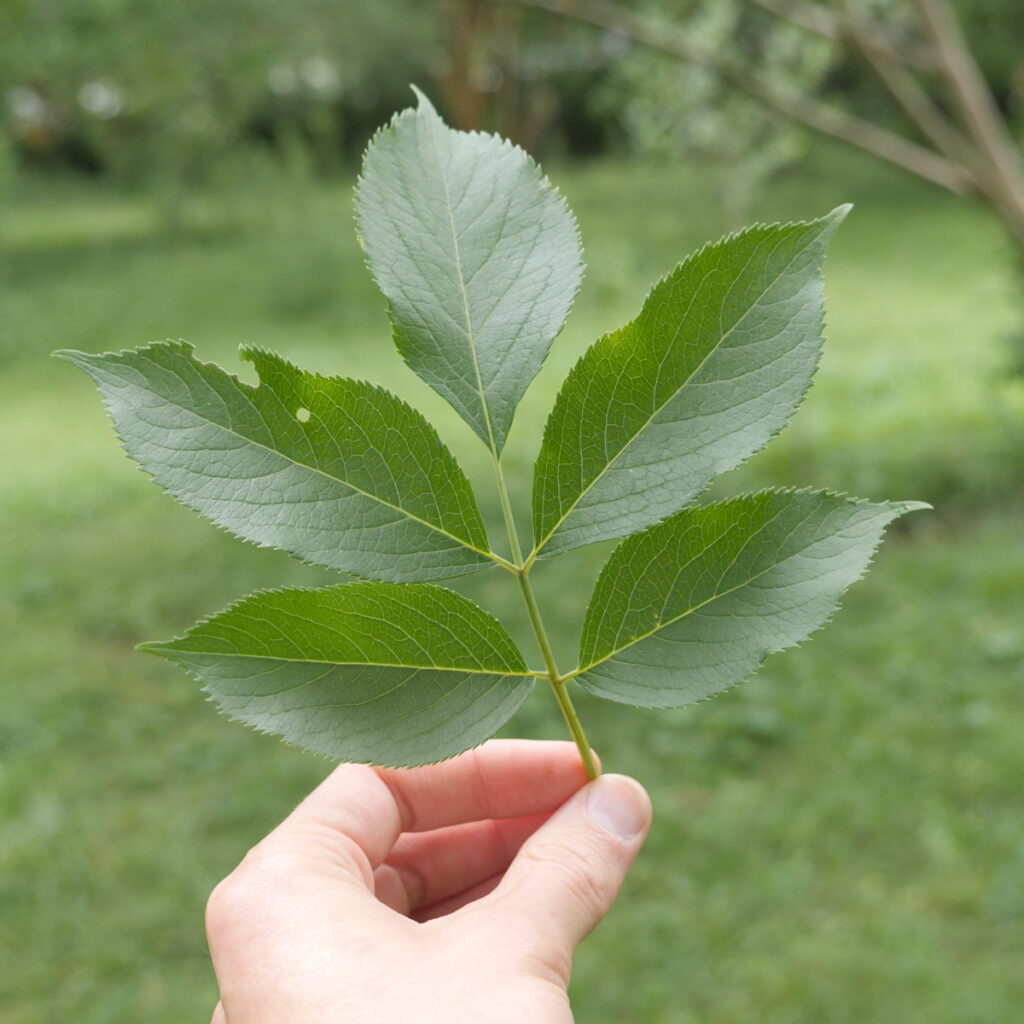 Jesse Holding Elderberry Leaf