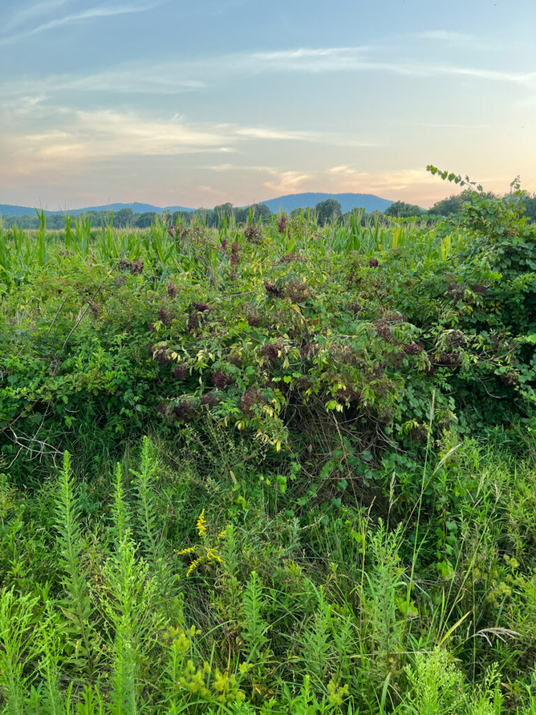 Wild Elderberry Bush At Sunset Near Water