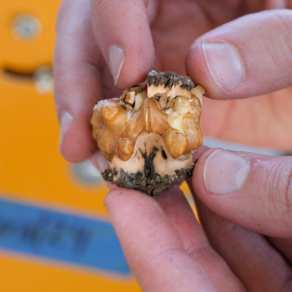 Black Walnut Halves In Shell