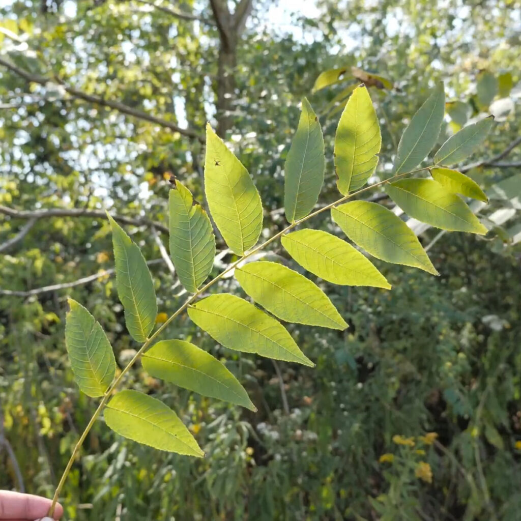 Black Walnut Leaf