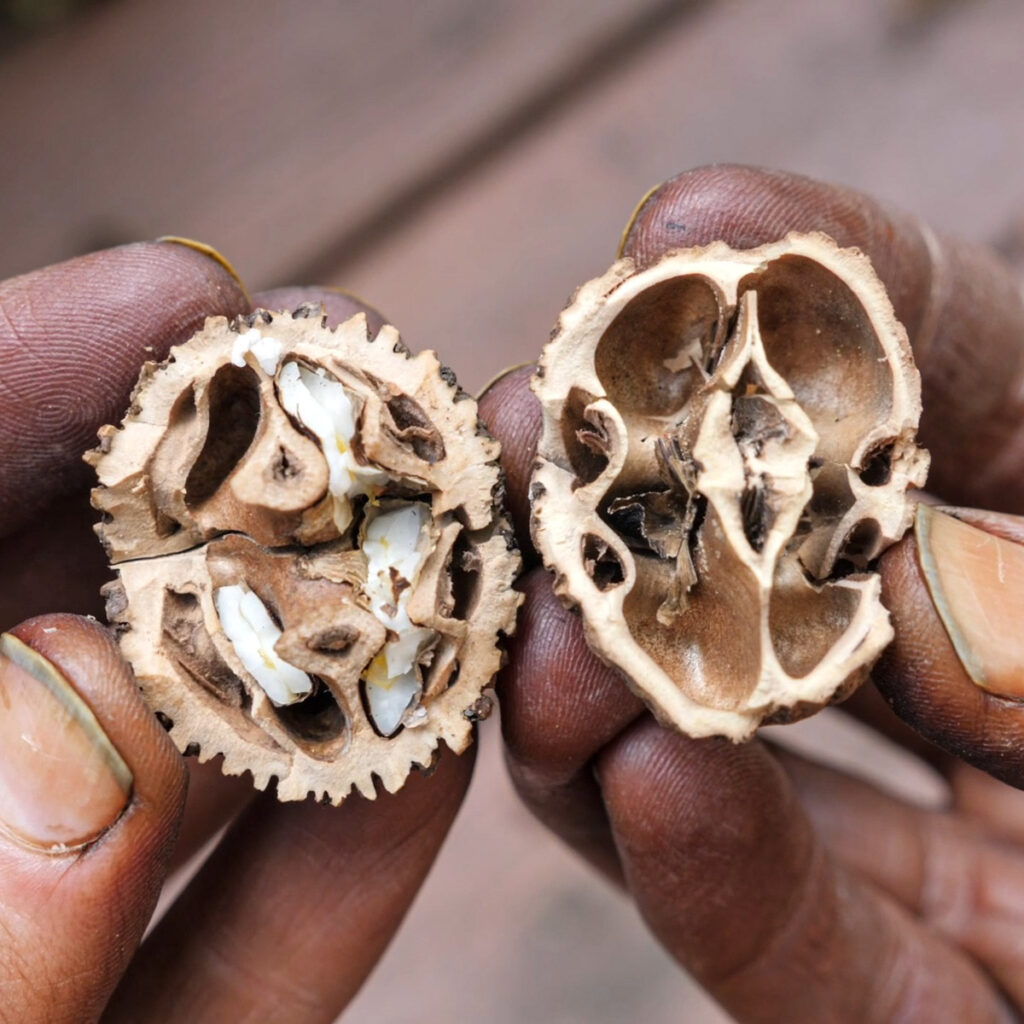 Black Walnut Shell Cross Section