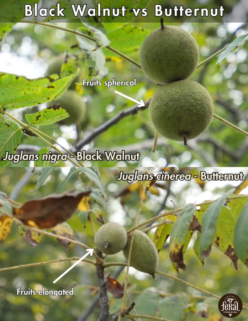 Black Walnut Vs Butternut