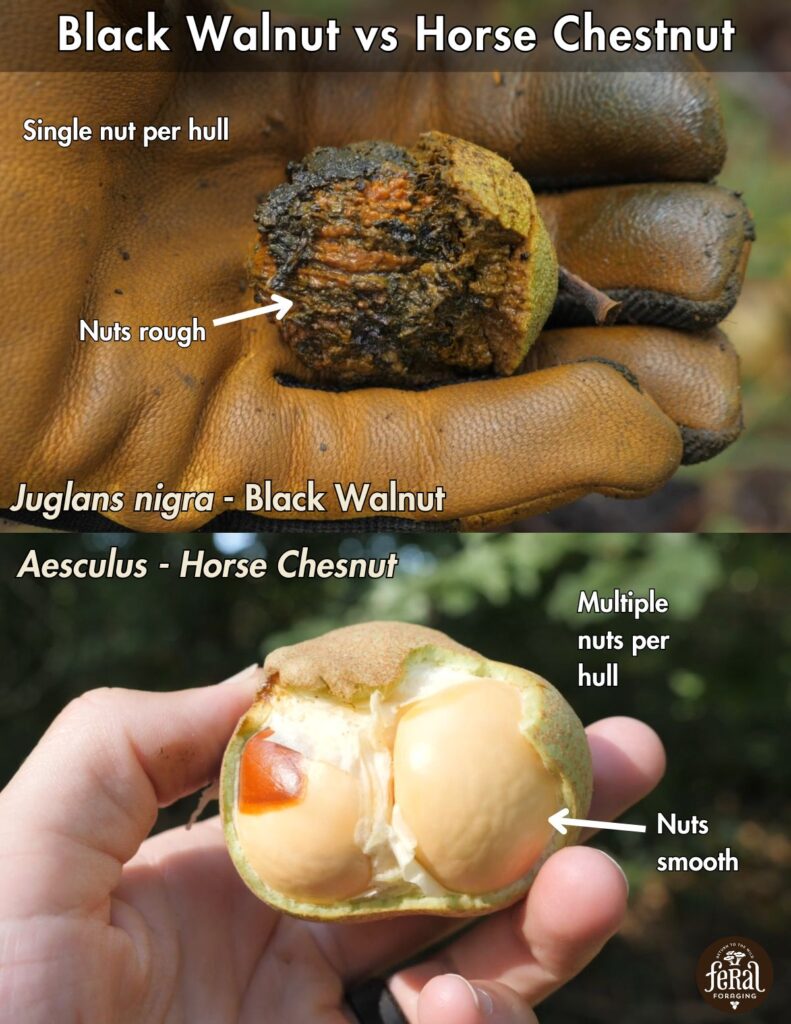 Black Walnut Vs Horse Chestnut