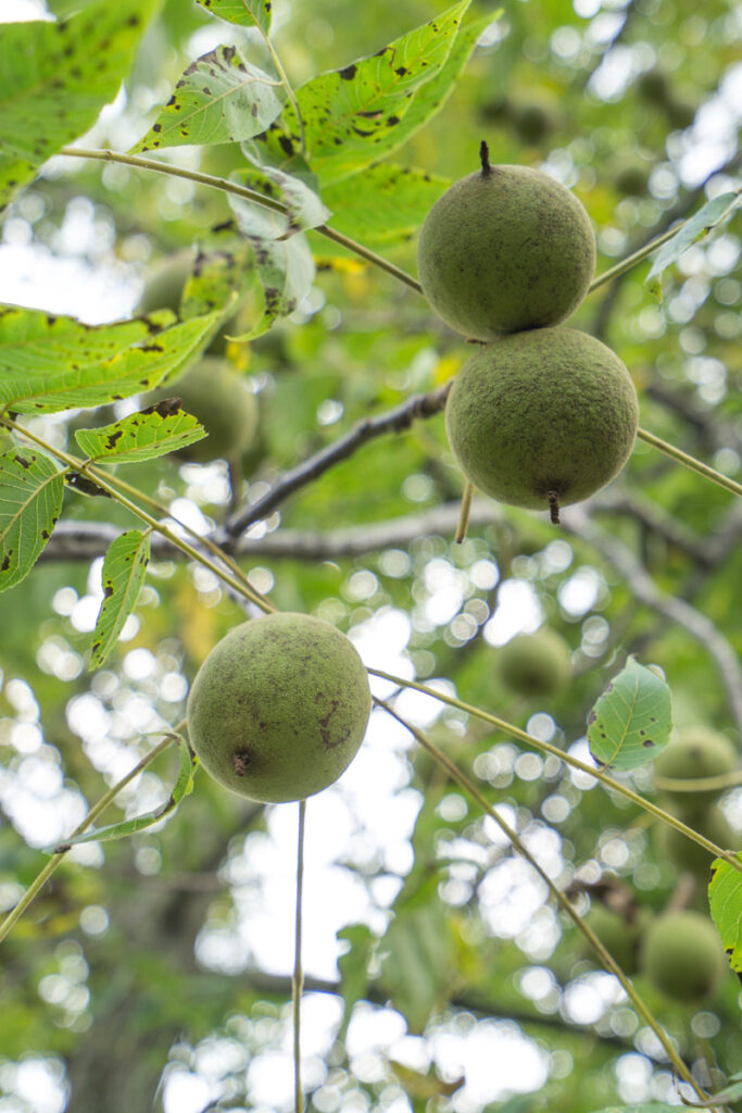 Black Walnuts On Tree