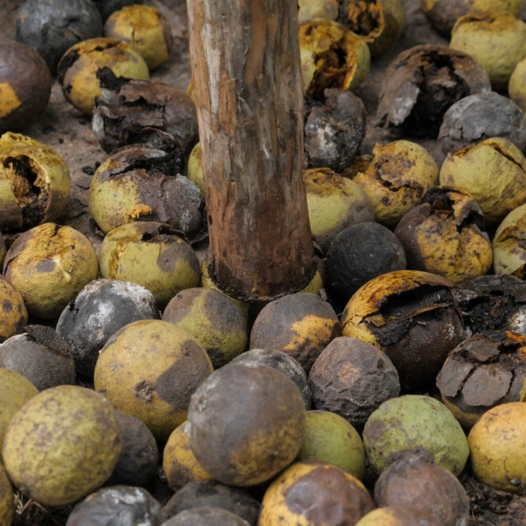 Dehulling Black Walnuts By Stomping