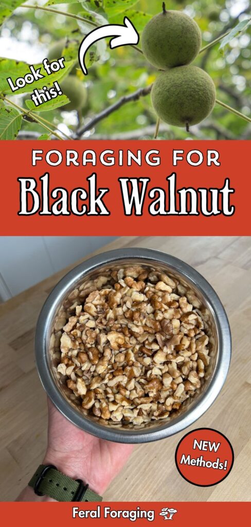 Foraging For Black Walnut