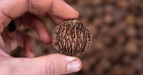 Foraging Wild Black Walnuts