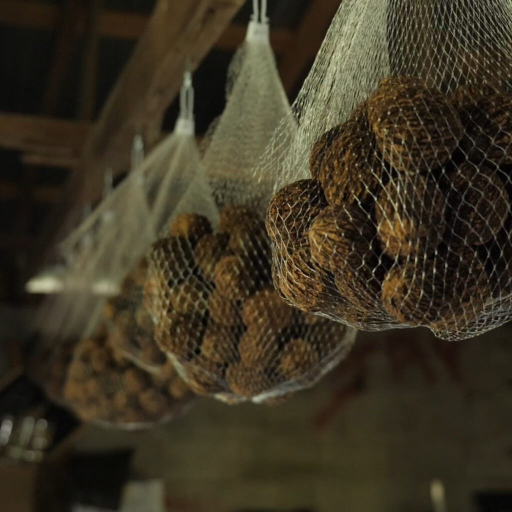 Hanging Black Walnuts For Curing