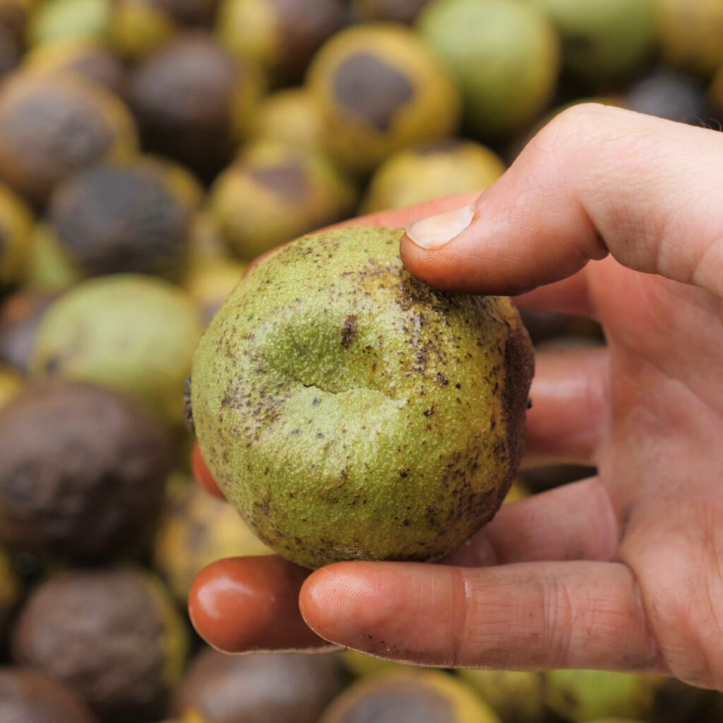 Holding Green Black Walnut