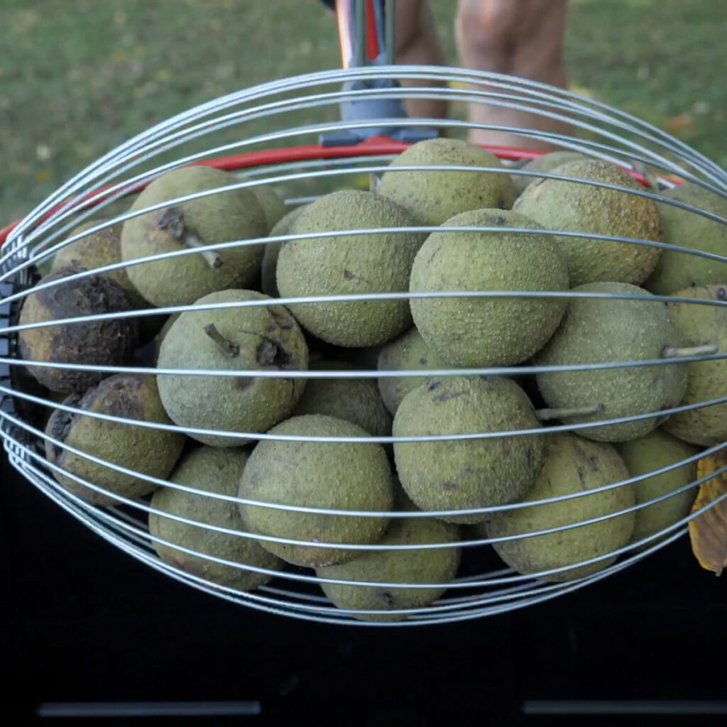 Nut Roller With Green Black Walnuts