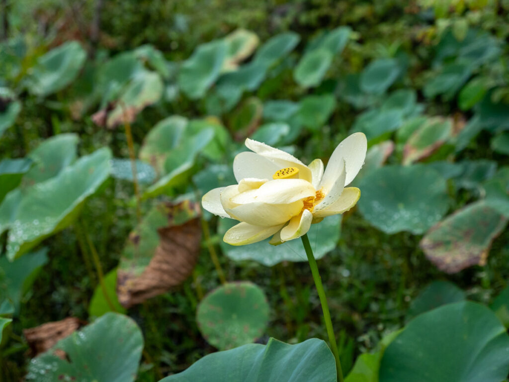 American Lotus Flower