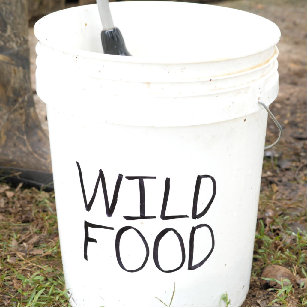 Five Gallon Bucket For Wild Food