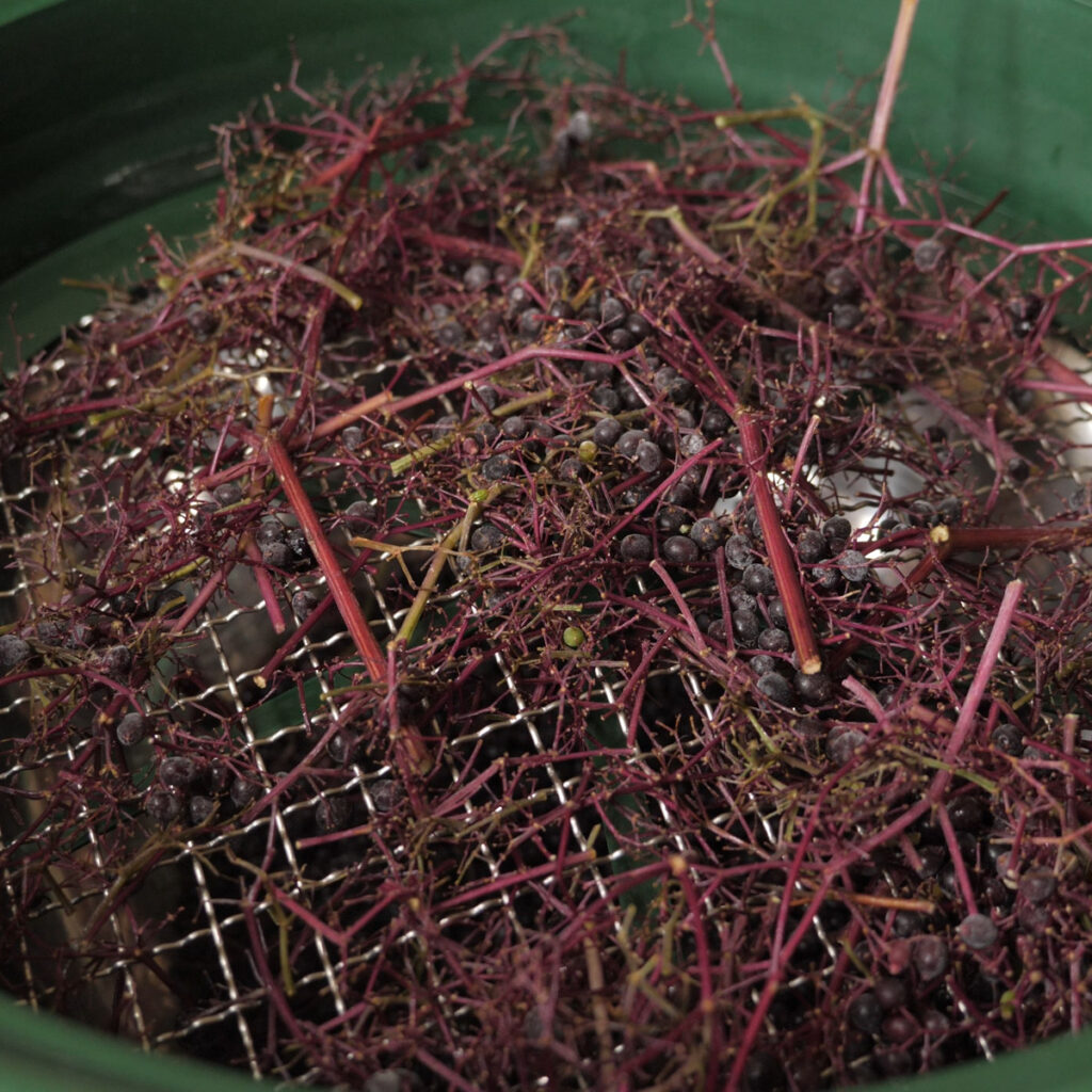 Foraging Filters Remove Elderberry Stems