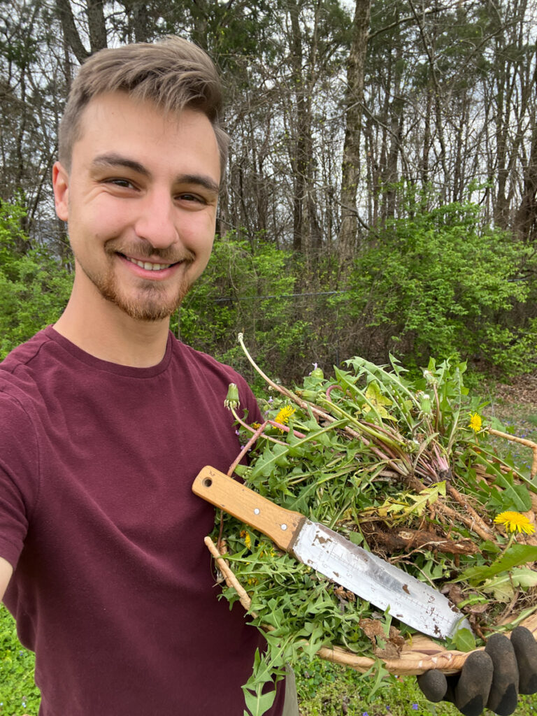 Jesse Gathering Dandelion Root With Hori Hori