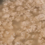 Separated Black Walnut Whey And Curds