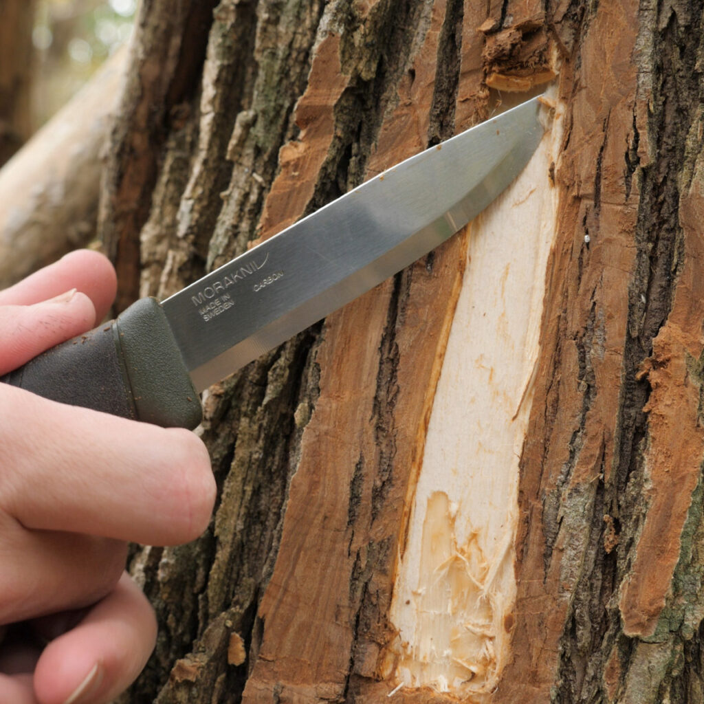 Using A Fixed Blade Knife To Harvest Slippery Elm