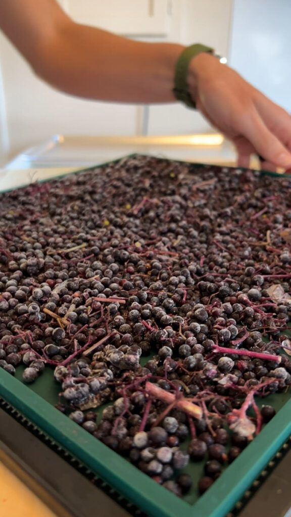 Wild Elderberry For Dehydrator