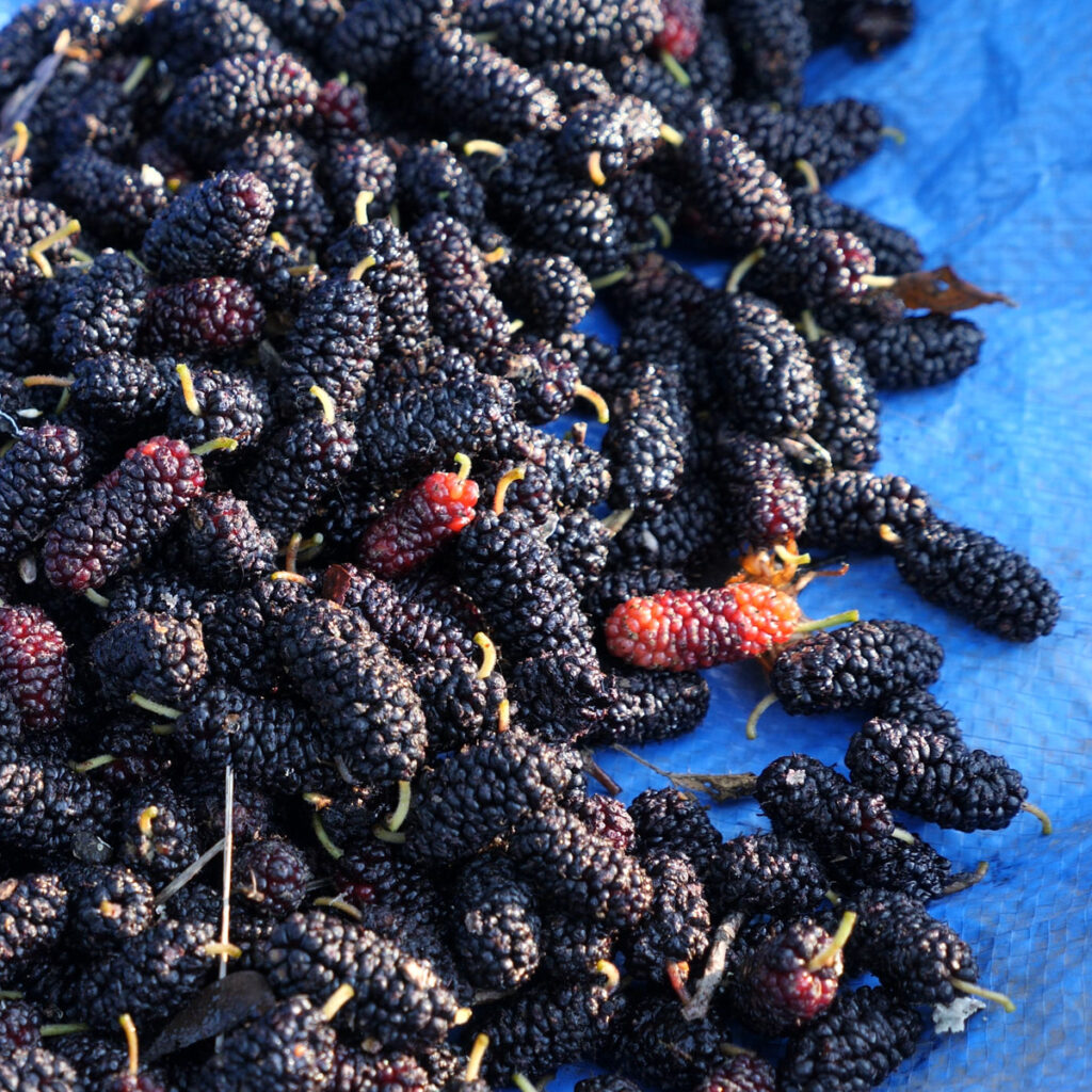 Wild Mulberry On Tarp