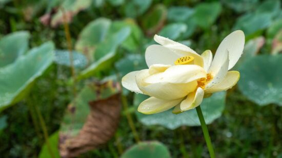 Foraging American Lotus Nelumbo Lutea