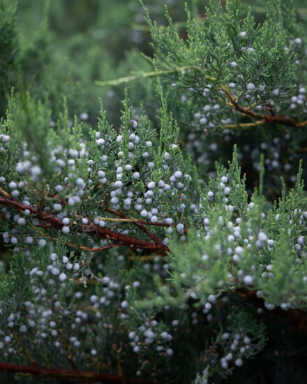 Landscaping Juniper Berries