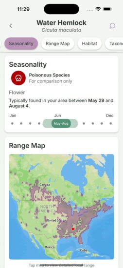 Gather App Water Hemlock Flower Time
