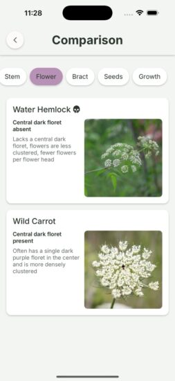 Gather App Water Hemlock Vs Wild Carrot Flower