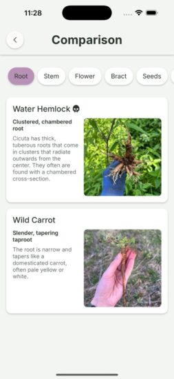 Gather App Water Hemlock Vs Wild Carrot Root