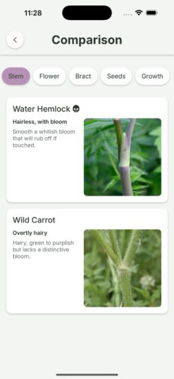 Gather App Water Hemlock Vs Wild Carrot Stem