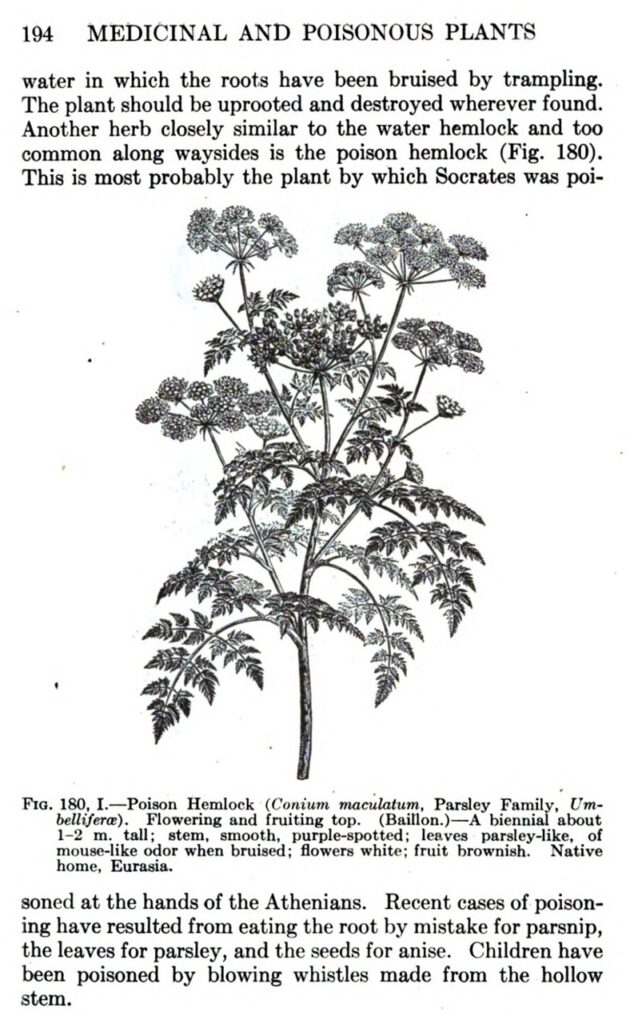 Poison Hemlock Poisonous Whistle Stem Origin