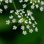 Water Hemlock Flower Detail