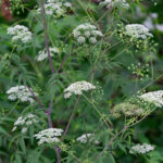 Water Hemlock Flowers