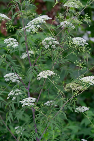 Water Hemlock Flowers