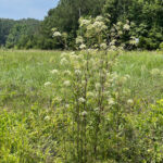 Water Hemlock Growth