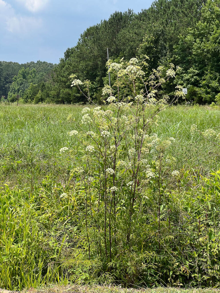 Water Hemlock Growth