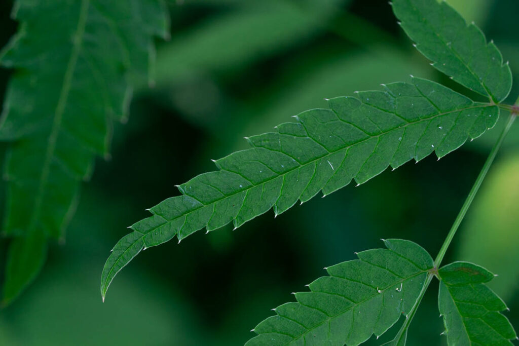 Water Hemlock Leaf Veins