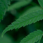 Water Hemlock Leaf Veins