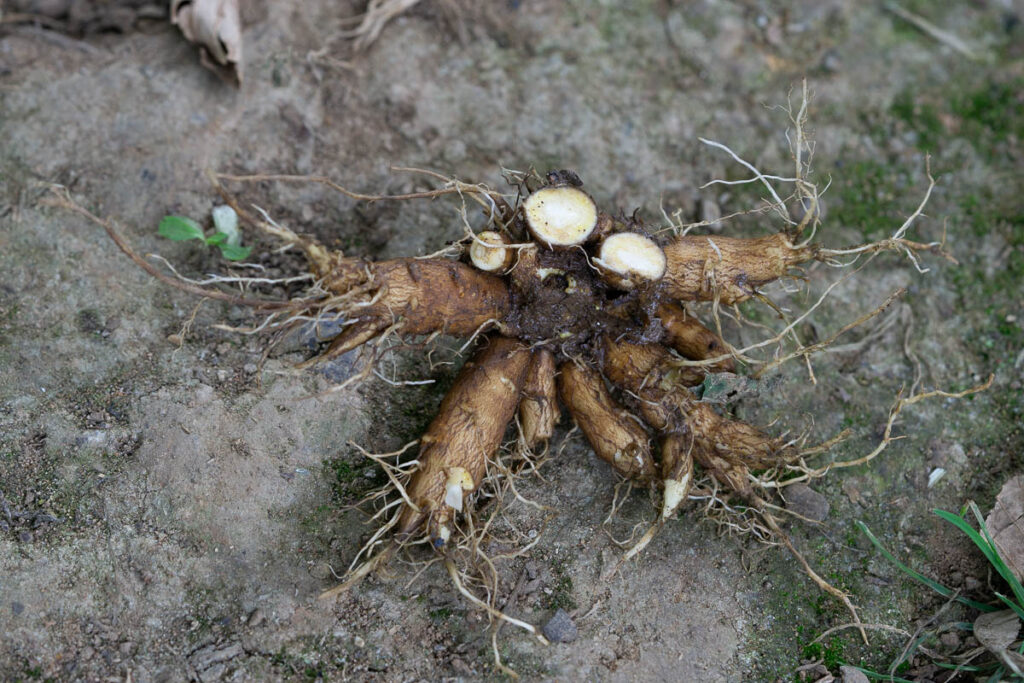 Water Hemlock Radial Root