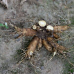 Water Hemlock Radial Root