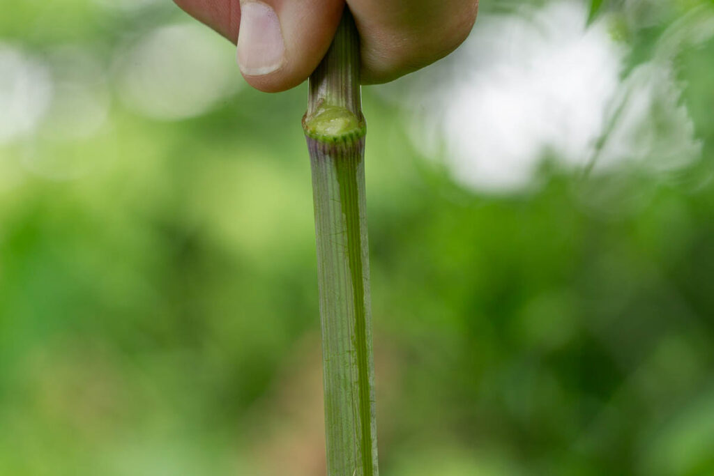 Water Hemlock Steam Bloom Coating