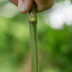 Water Hemlock Steam Bloom Coating